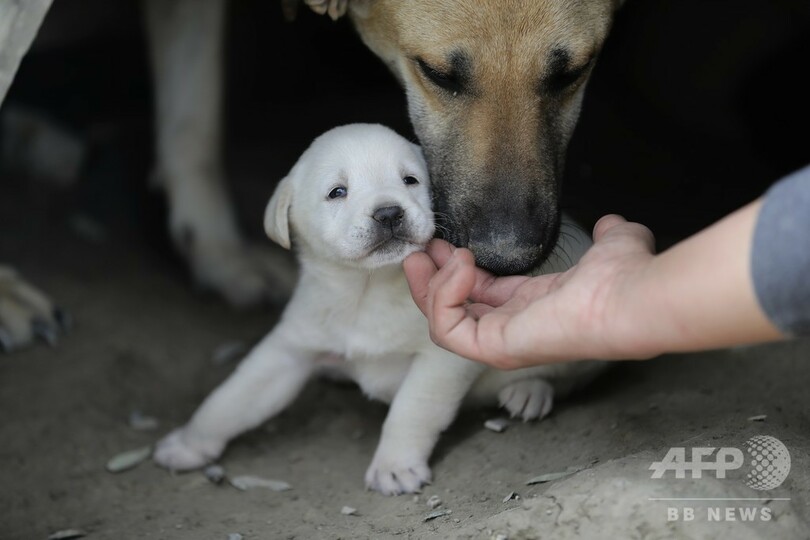 コロナ封鎖下の豪 子犬販売詐欺急増 4月だけで被害額2千万円超 写真4枚 国際ニュース Afpbb News