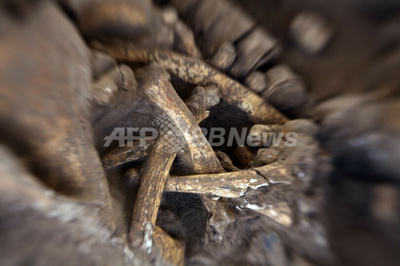 ほぼ完全なマンモスの骨格、仏パリ近郊で発掘