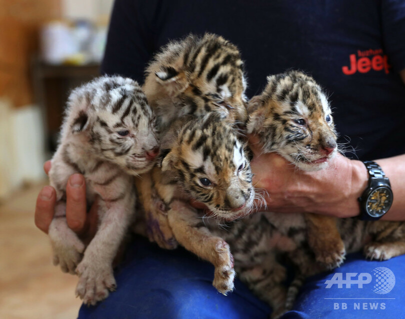 四つ子のベンガルトラの赤ちゃん誕生、1頭はホワイト 山東省