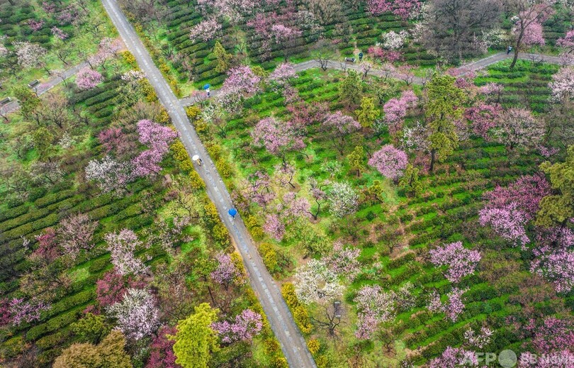 中国の梅林、開花シーズン迎える