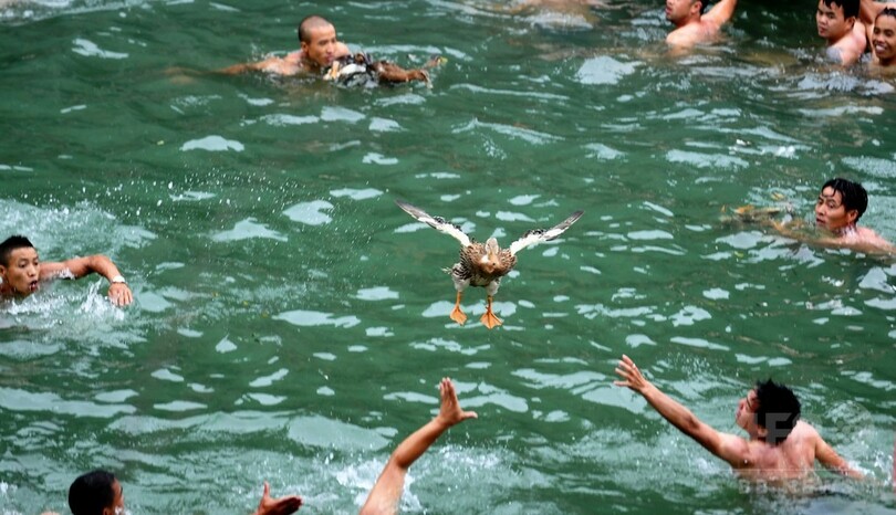 鳳凰古城で鴨争奪戦、湖南