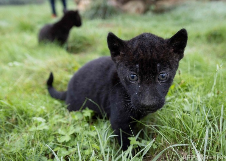 ピューマとジャガーの赤ちゃん 仲良く成長中 仏動物園 写真14枚 国際ニュース Afpbb News