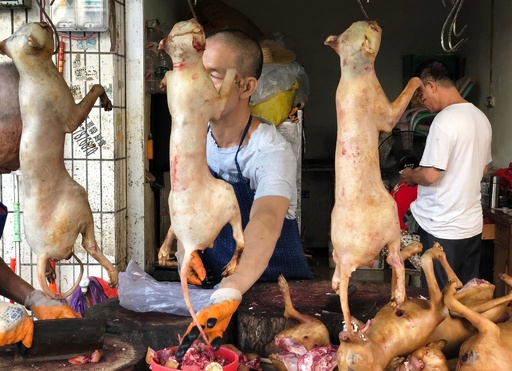 中国で今年も「犬肉祭」、韓国で犬食禁止に向かうも予定通り開幕 写真8枚 国際ニュース：AFPBB News