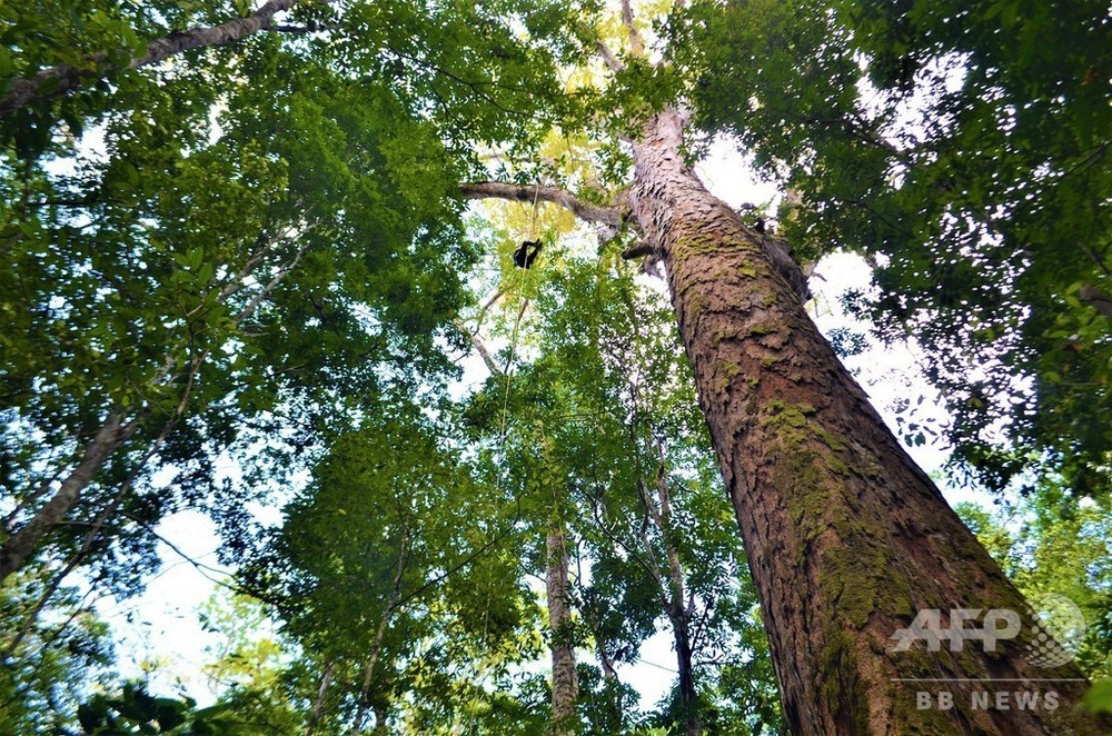 アマゾンで最も高い木を特定 森林火災の難逃れる ブラジル 写真6枚 国際ニュース Afpbb News