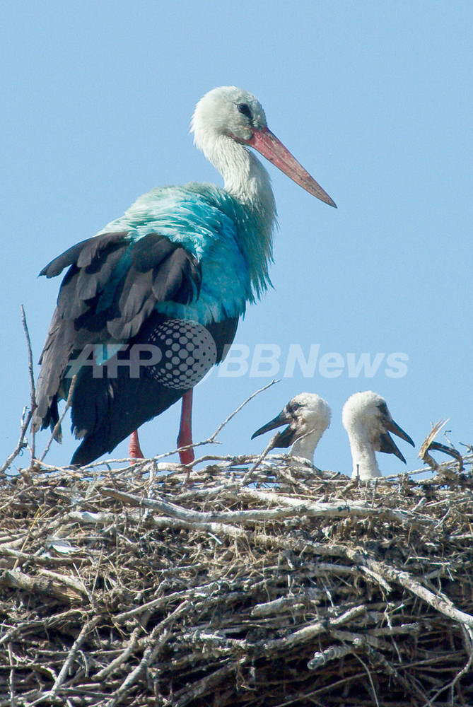 青いコウノトリ」に赤ちゃん 羽の色は……白、ドイツ 写真2枚 国際ニュース：AFPBB News