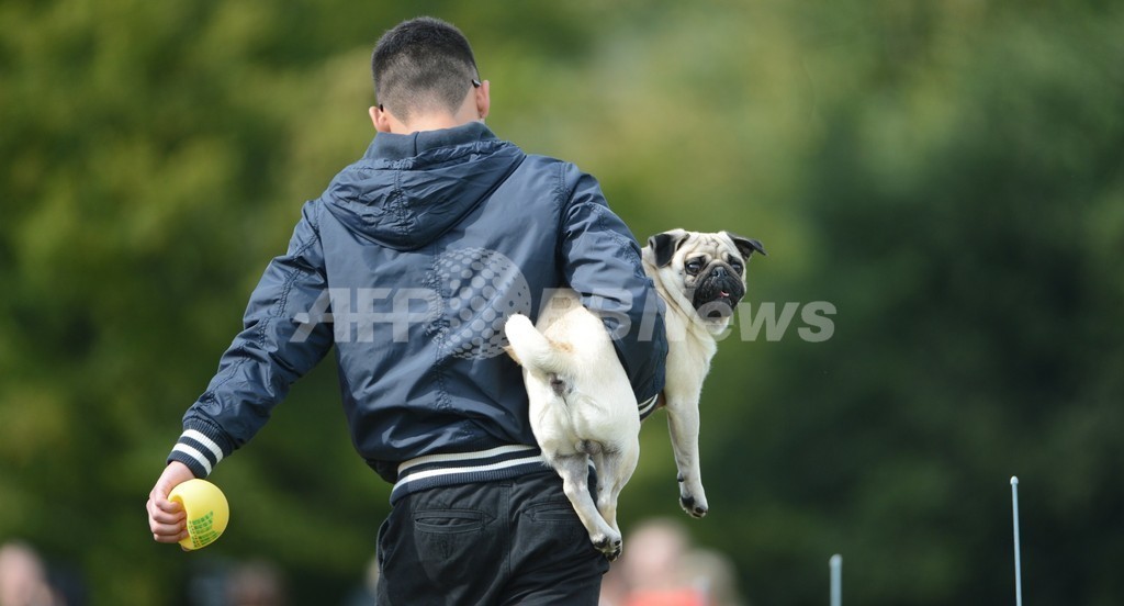 パグとブルドッグが大集合、ドイツのレース競技会