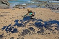 ブラジル・バイア州ラウロデフレイタスのリゾート、ポルトオブブスカビダ近くの海岸で、原油を除去するボランティア（2019年11月3日撮影）。(c)AFP / Antonello Veneri