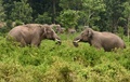 インド・コラバリ村付近の森で遊ぶゾウ（2015年5月25日撮影）。(c)AFP/Diptendu DUTTA