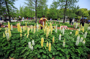 上海、「グリーン・景観＋」拡大へ