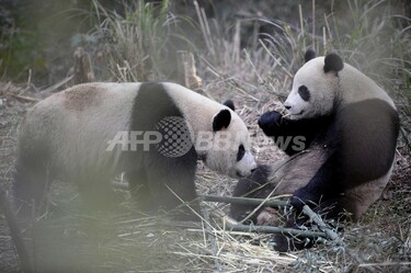 中国寄贈のパンダは着色されたクマ?! エープリルフール記事で騒動 台湾