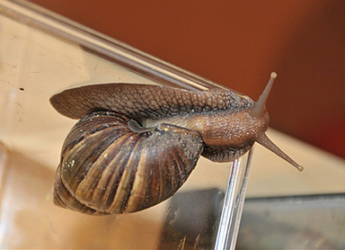 巨大カタツムリ大発生でパニック 米マイアミ 写真3枚 ファッション ニュースならmode Press Powered By Afpbb News