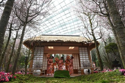 シンガポールで「桜祭り」、日本人会が伝統の踊り