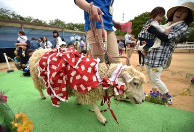 ヒツジのファッションショー、自信満々のウオークを披露 成田