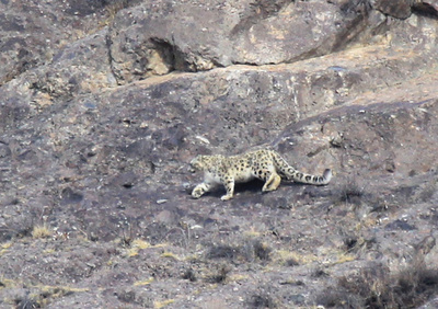 ユキヒョウの冬季調査進む 新疆天山