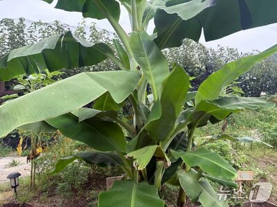 ソウル都心のバナナ、今年は開花せず…猛暑でも実らぬ理由は「新芽と積算温度」