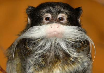 ベルリンの動物園に新しい仲間、立派な口ひげのエンペラータマリン