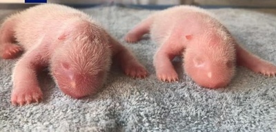 パンダの「秦秦」、雄と雌の双子を出産 中国・陝西省秦嶺