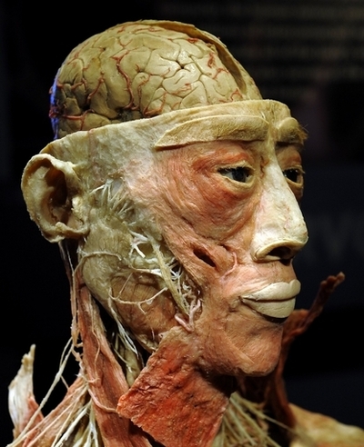 人類の脳、3万年で1割縮小 進化か退化か？