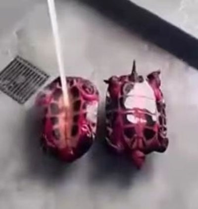 女性がカメにドラゴンフルーツ、翌日ピンク色に大変身 中国