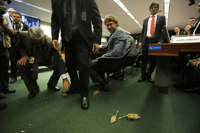 ブラジル議会公聴会にネズミ、一時騒然 汚職に抗議か