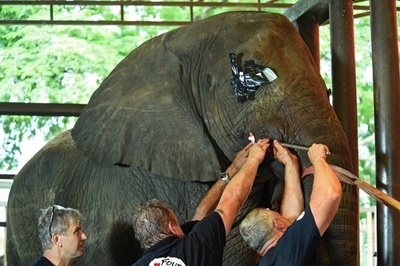 目隠しして牙の治療 パキスタン動物園のゾウ
