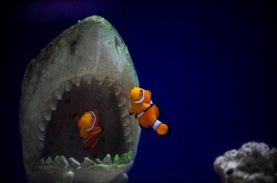 CO2の排出量増、魚の中枢神経系を侵す恐れ オーストラリア研究