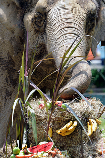 ゾウのバースデーケーキはどんな味？