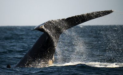 カナダでホエールウオッチング船沈没、5人死亡