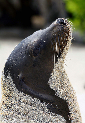 ガラパゴス諸島サン・クリストバル島の動物たち