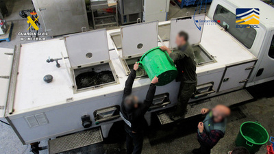 ウナギの稚魚密輸団を摘発 スペイン治安警察が写真公開