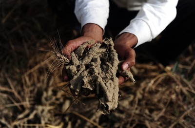 外来種の昆虫、世界で約7.9兆円の被害 