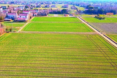 中国の科学者がリードする小麦の研究 進化の秘密を発見