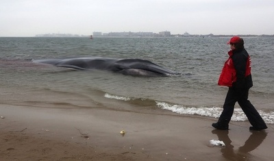 NY浜辺に瀕死のクジラ打ち上げられる