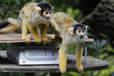 リスザル14匹、動物園から盗難 南仏で男逮捕