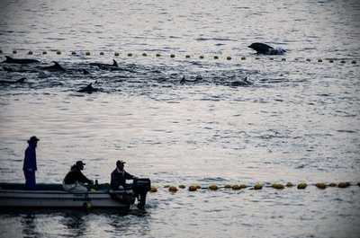 安倍首相がイルカ漁を擁護、米CNNインタビュー