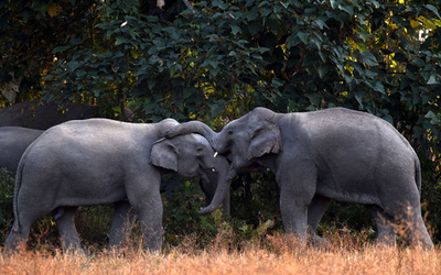 ゾウ5頭、列車にはねられ死ぬ 印アッサム州の茶農園で