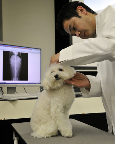 ペット診療情報をクラウド上で一元管理、富士通が実証実験開始