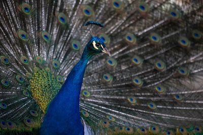 国鳥クジャクをカレーにして食べる、ユーチューバー逮捕 インド