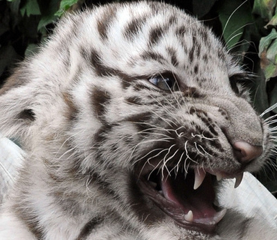 生後2か月半でこの大きさ、ホワイトタイガーの赤ちゃん