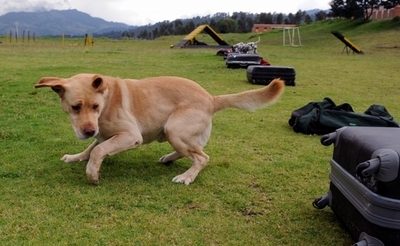 麻薬探知犬お手柄、クッキーに偽装のコカイン5キロ発見 コロンビア