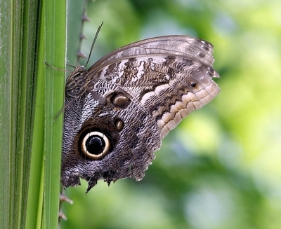 チョウ、甲虫、トンボの一部絶滅の危機に、欧州レッドリスト