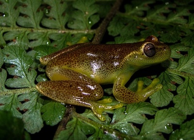 新種の小さなカエル、ベネズエラ・コロンビア国境の山脈で発見