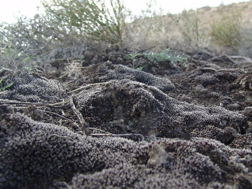 中国の研究者、火星でも生存可能な植物を発見　
