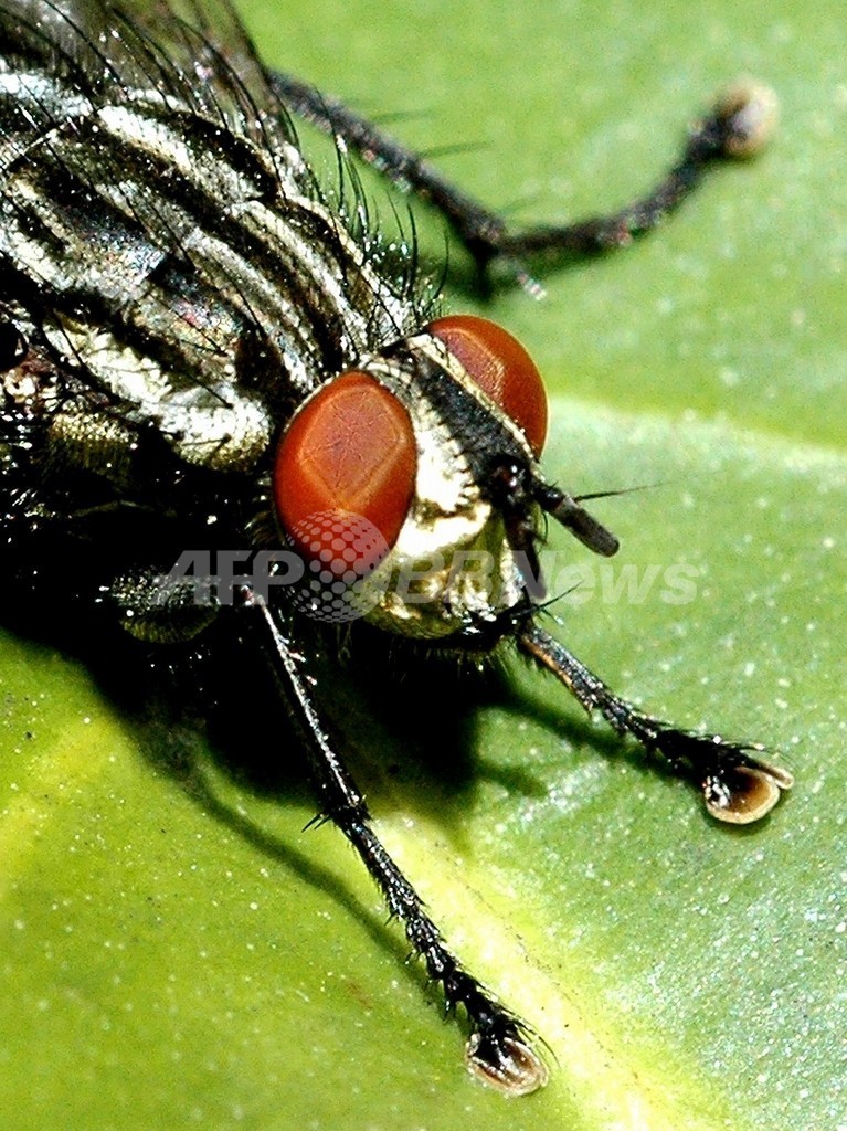 バカなハエほど長生きする ローザンヌ大研究 写真1枚 国際ニュース Afpbb News