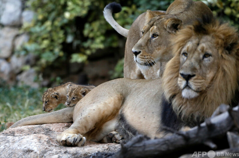 ライオン4頭がコロナ感染 バルセロナ動物園 写真1枚 国際ニュース Afpbb News