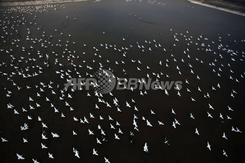越冬地へ向かうペリカンたち、イスラエル