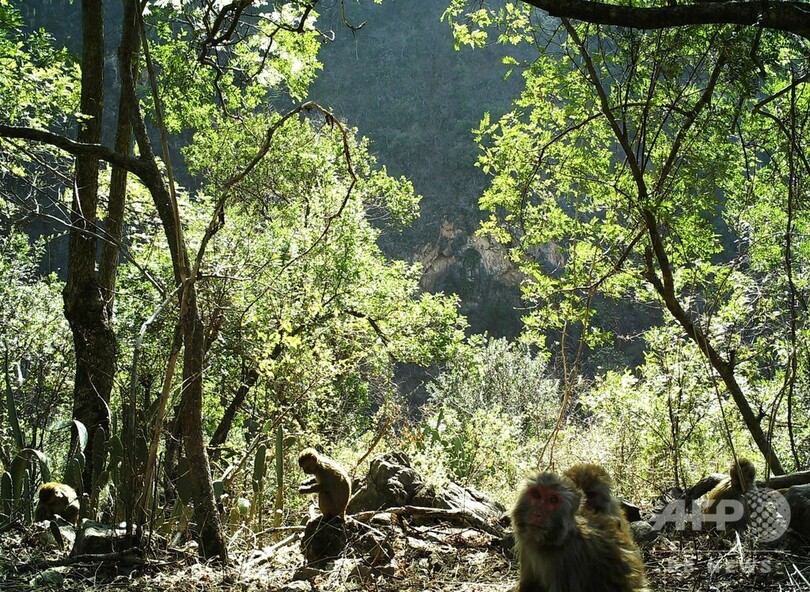 国家重点保護動物 のアカゲサル、カメラが捉える 雲南