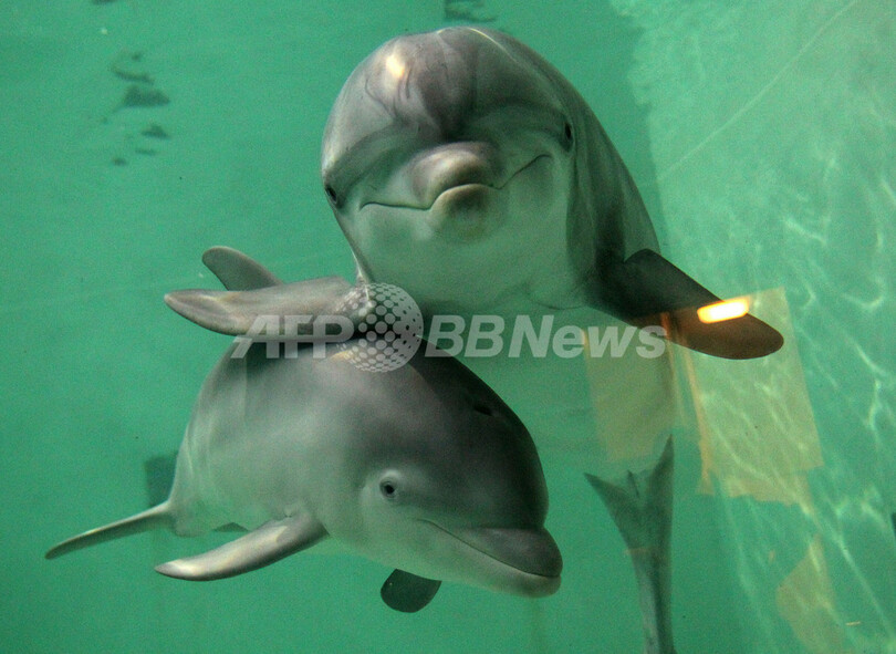 ママにピタッ 生後2か月のイルカの赤ちゃん ドイツ 写真6枚 国際ニュース Afpbb News