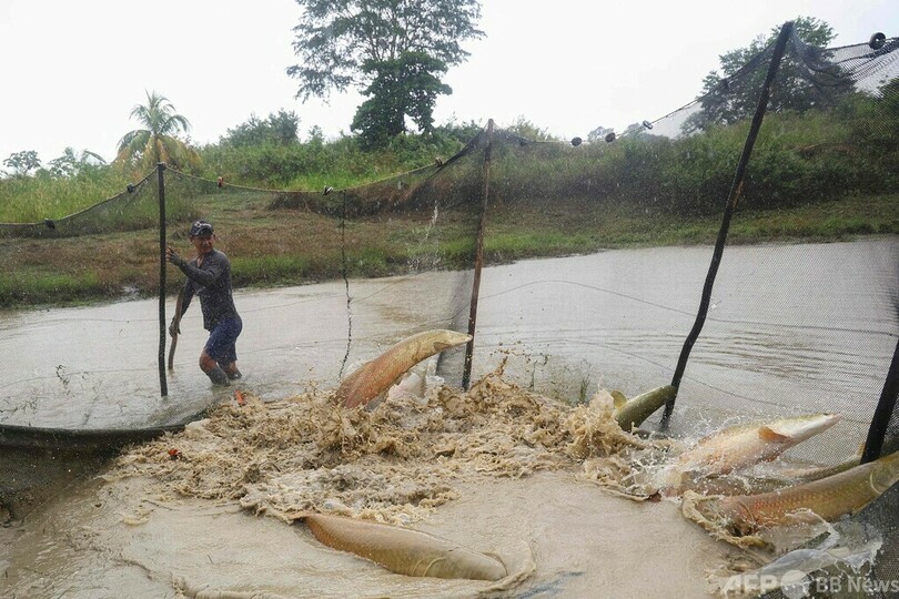 【今日の1枚】巨大魚の養殖 ペルー