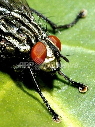 バカなハエほど長生きする、ローザンヌ大研究 バカなハエほど長生きする、ローザンヌ大研究